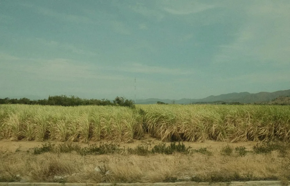 Sugarcane field prior to crushing and fiber collection